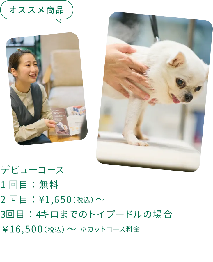 オススメ商品：デビューコース 1回目：無料 2回目：¥1,650（税込）〜 3回目：4キロまでのトイプードルの場合￥16,500（税込）〜 ※カットコース料金
